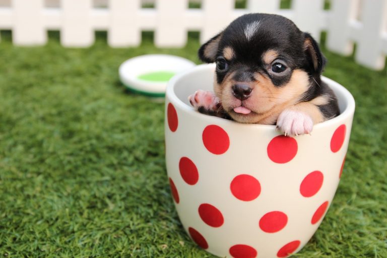 Your Guide to Proper Care for Your New Puppy