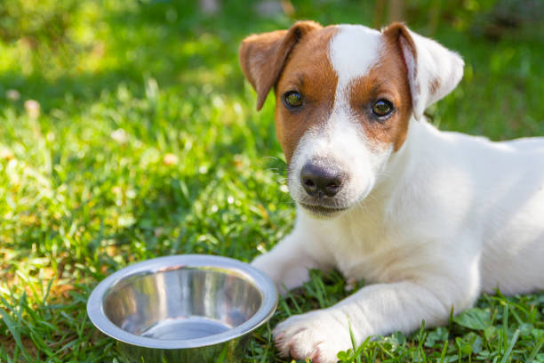Nourishing Your New Puppy: A Guide to Proper Puppy Nutrition