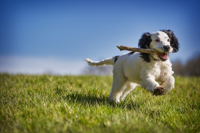 The Importance of Regular Exercise for Your Dog: Keeping Them Happy and Healthy