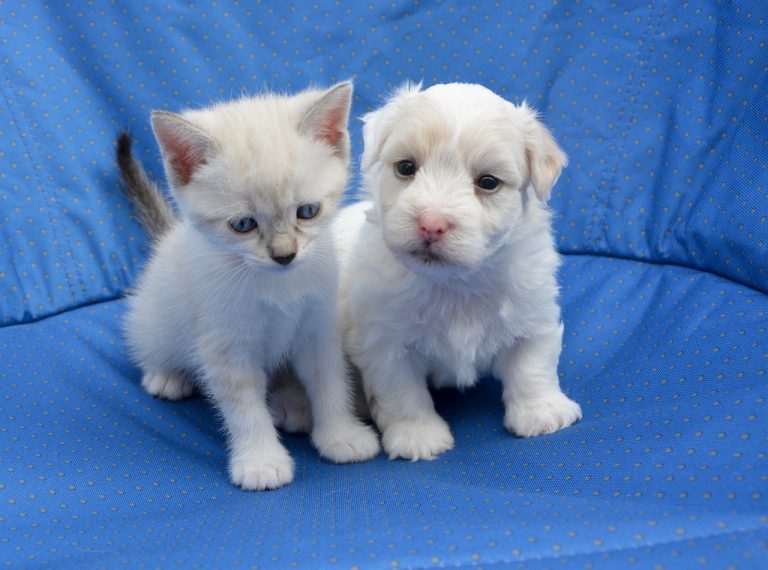 Introducing Your New Puppy to Your Cat: Tips for a Happy Household