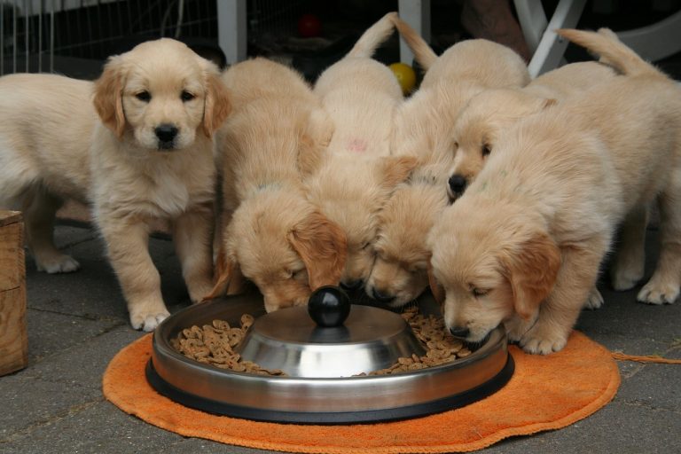 Proper Nourishment for New Puppies: A Guide for Pet Parents