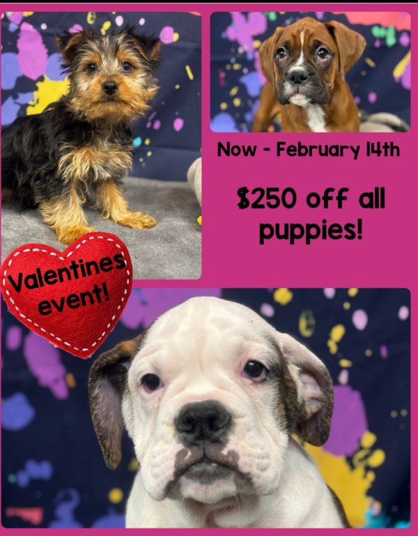 Valentine's Day Puppy Sale!