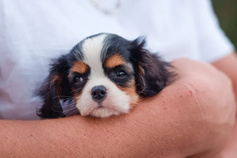 Beyond the Cuteness: Navigating the First 30 Days with Your New Puppy