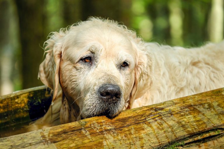 Caring for Your Elderly Dog: A Guide to Their Golden Years