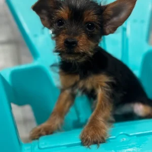 Eddie