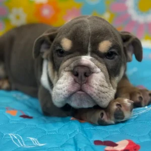 Gus