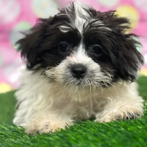 Daisy