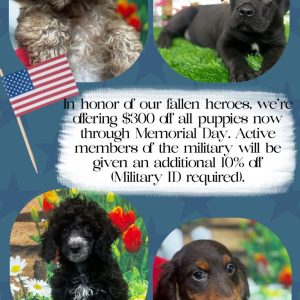 🇺🇸 Puppy Sale 🇺🇸
