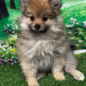 Cora