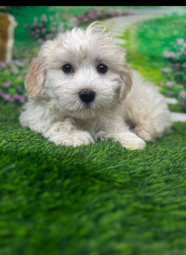 Sammie