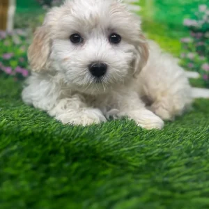 Sammie