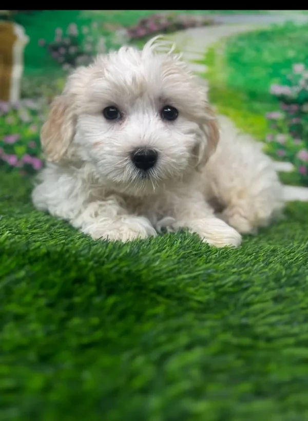 Sammie