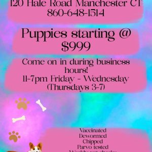 $999 Puppies!