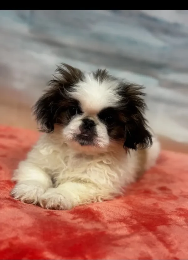 Bo
