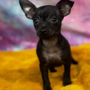 Paco