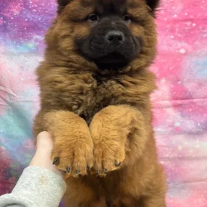 Tank