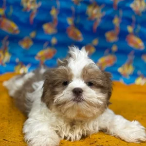 Gretta