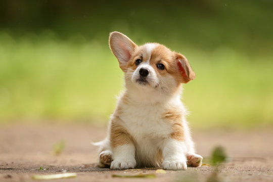 How to Puppy-Proof Your Home: A Guide for New Dog Parents