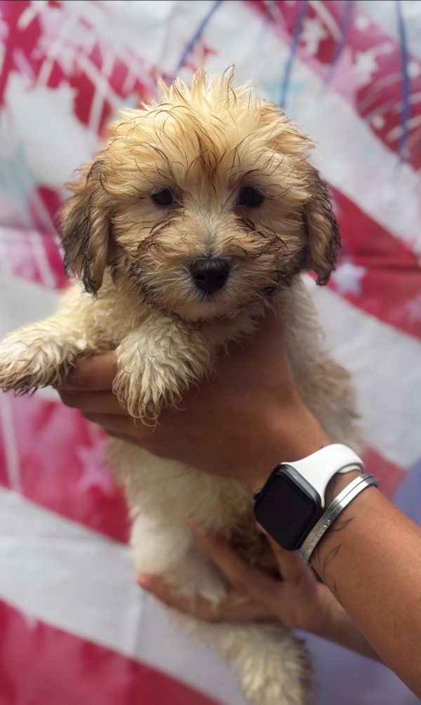 Morty