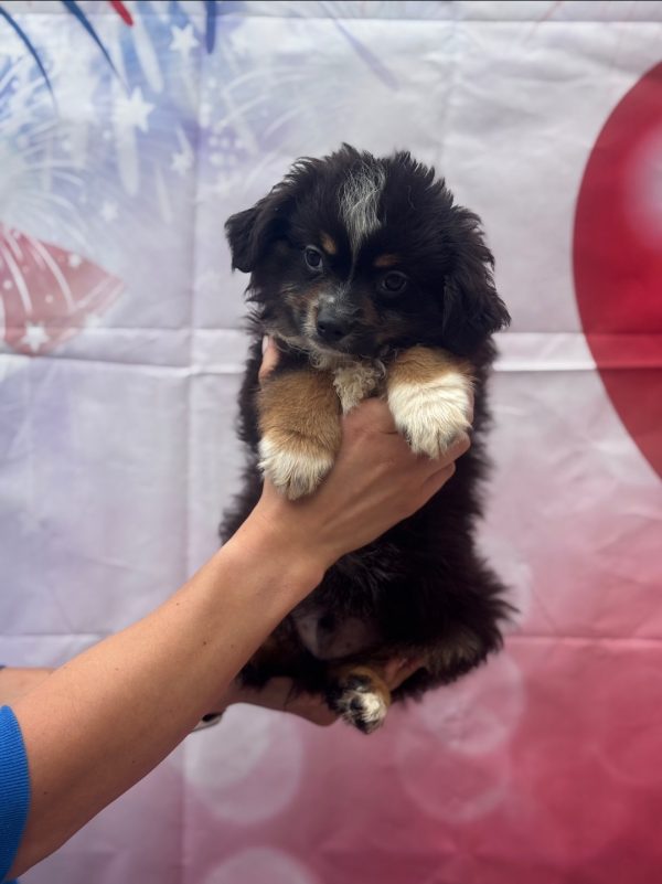 Merlin