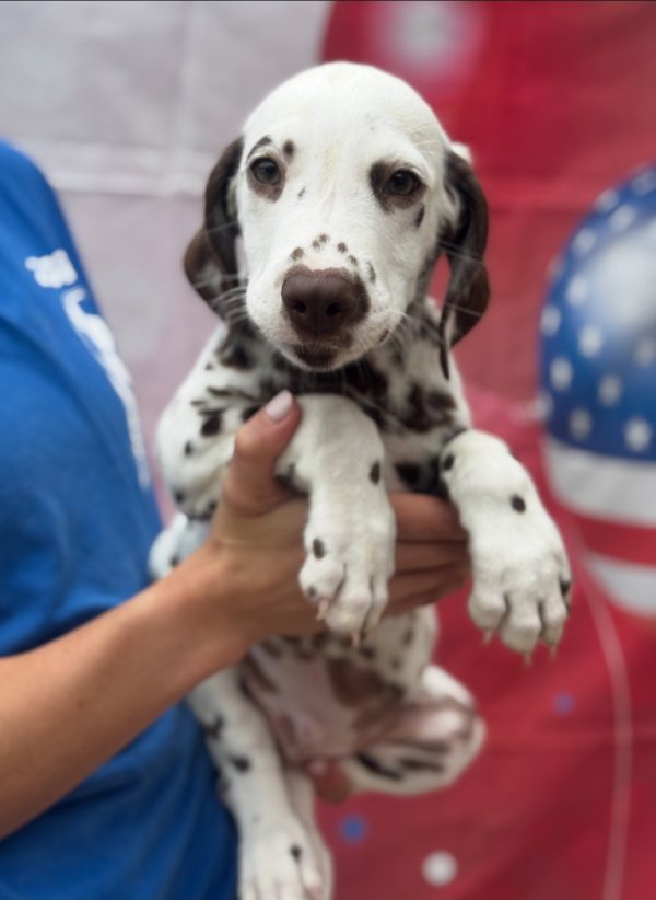 Oscar