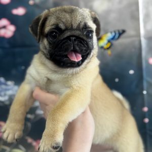 Frank