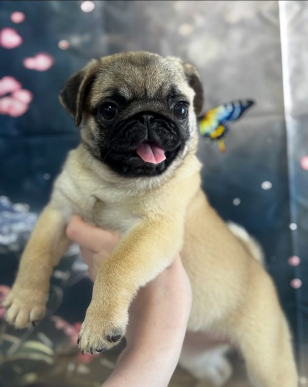 Frank