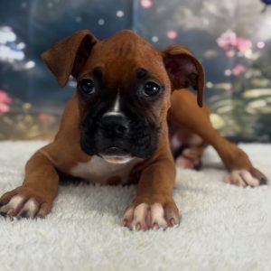 Ali