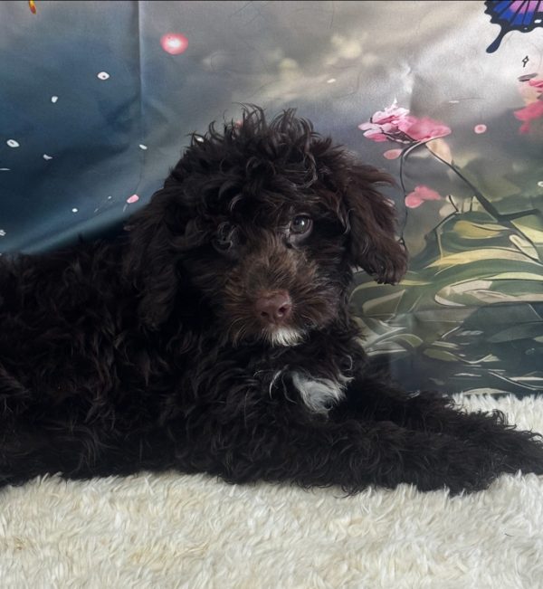Millie
