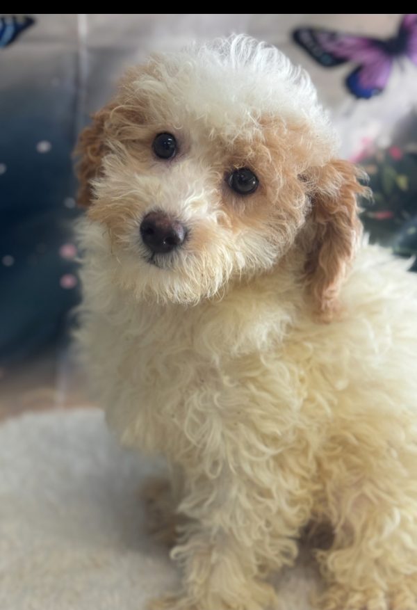 Nala