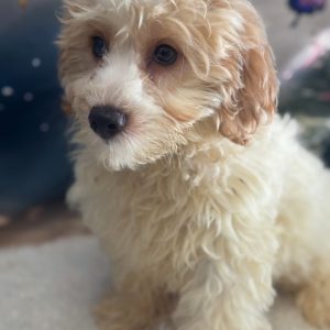 Simba