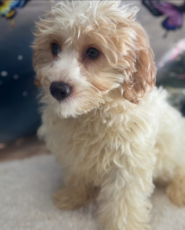 Simba