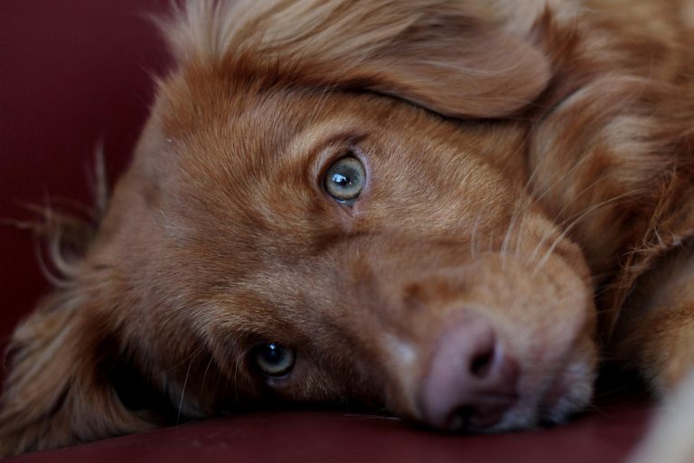 How to Choose the Right Comfort Animal for You