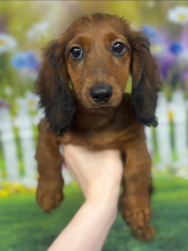 Snoop