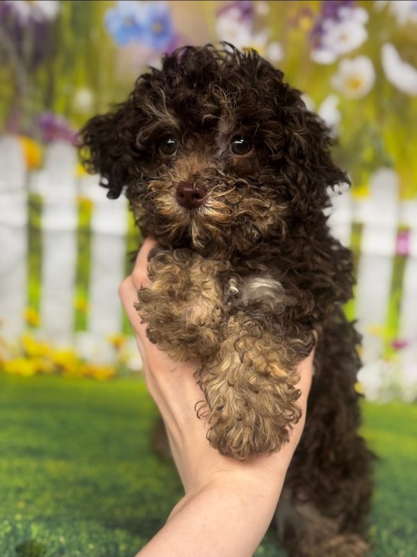 Pablo