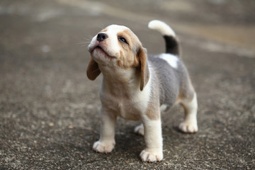 Moving with a New Puppy: Best Practices for a Smooth Transition