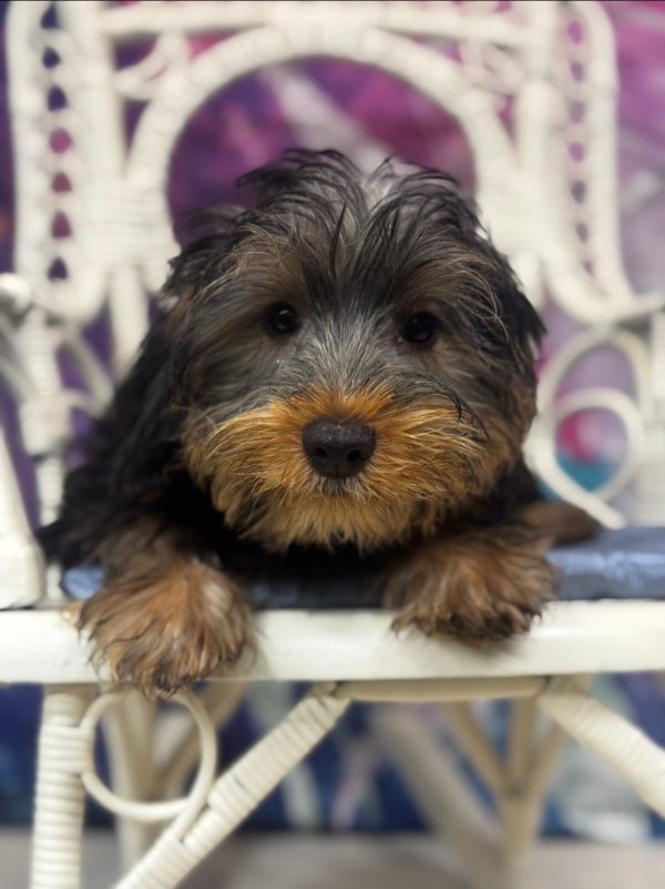 Ozzy