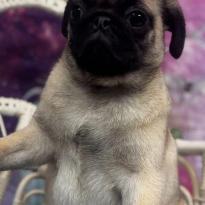 Darla