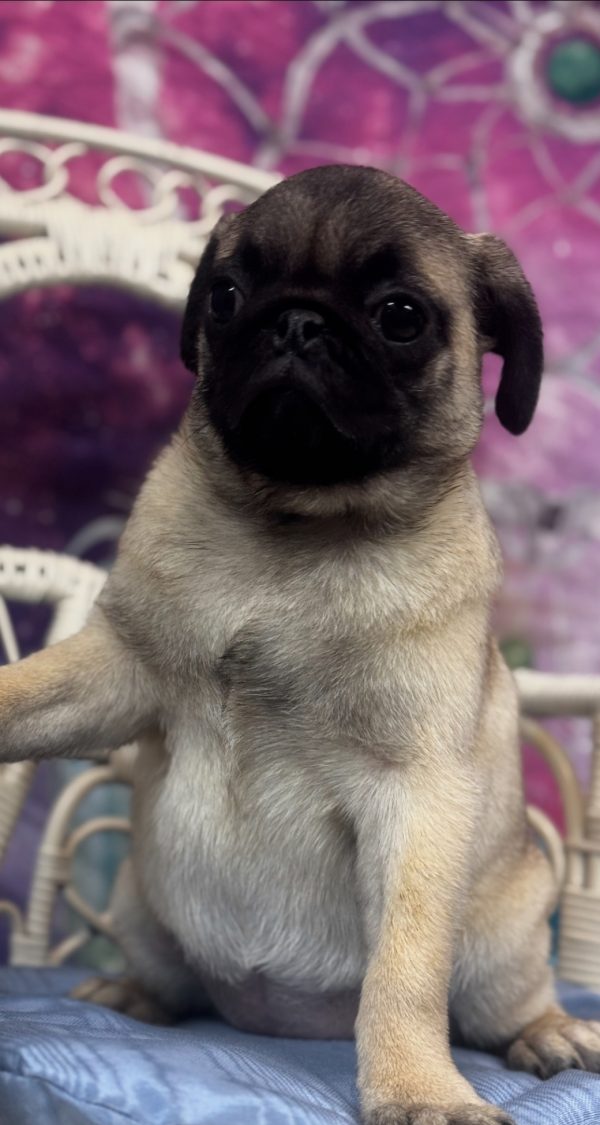 Darla