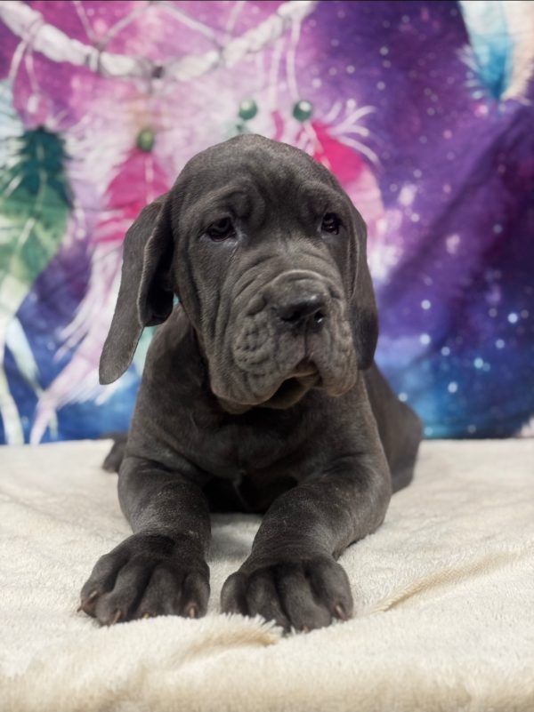 Xena