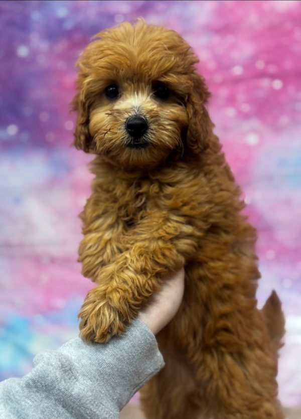 Nugget