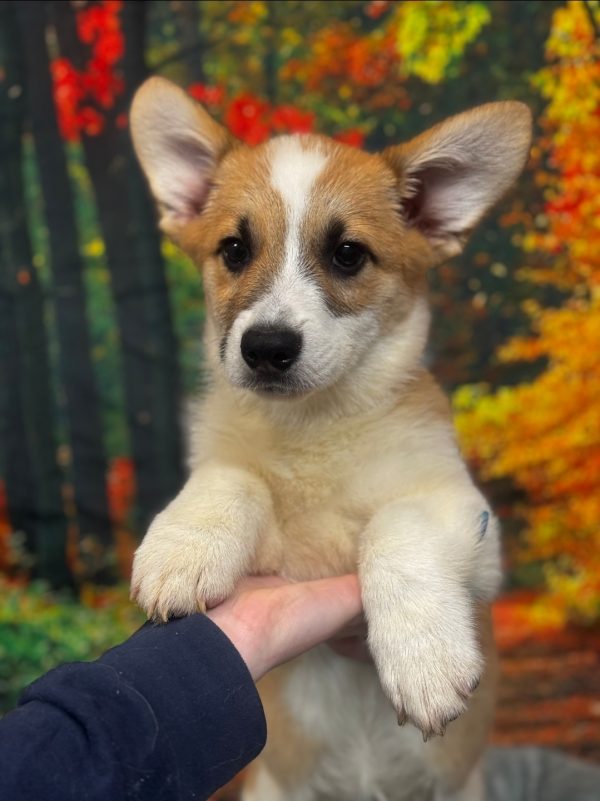Einstein