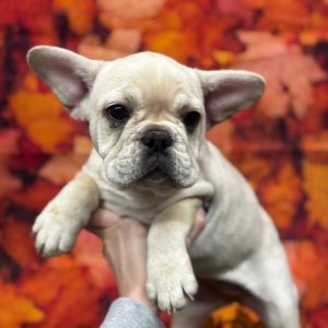 Delilah