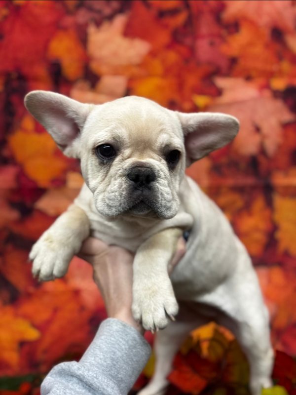 Delilah