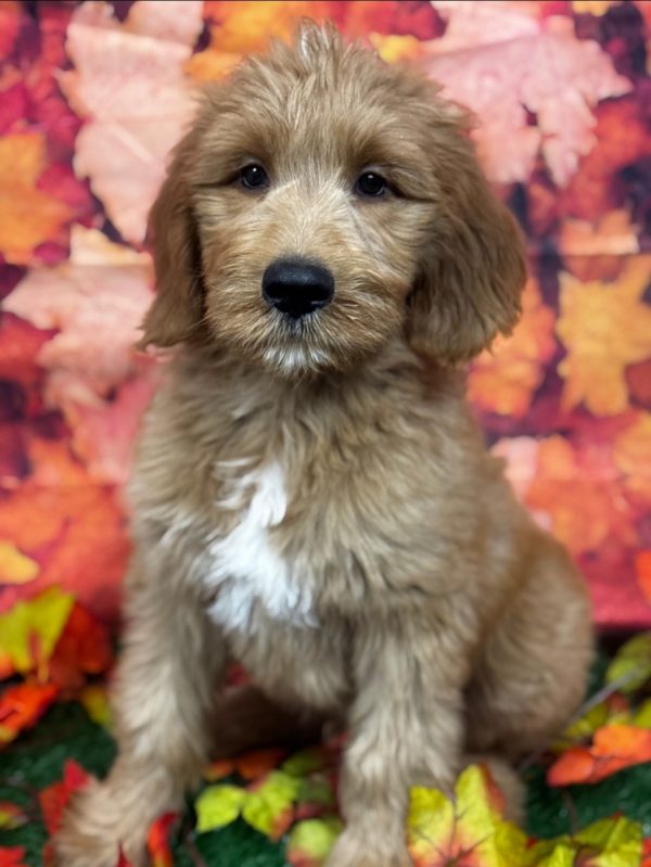 Stanley
