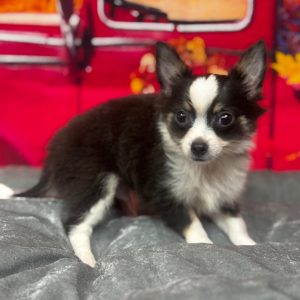 Burrito