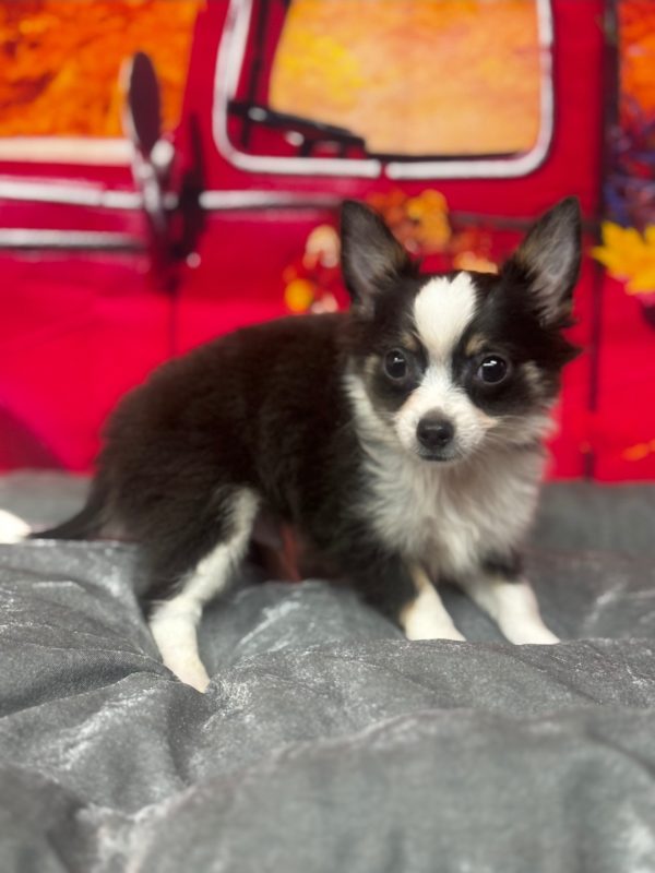Burrito
