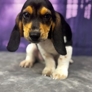 Jekyll