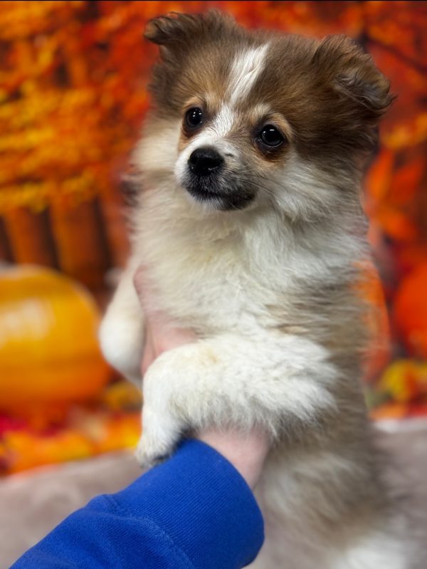 Fiona