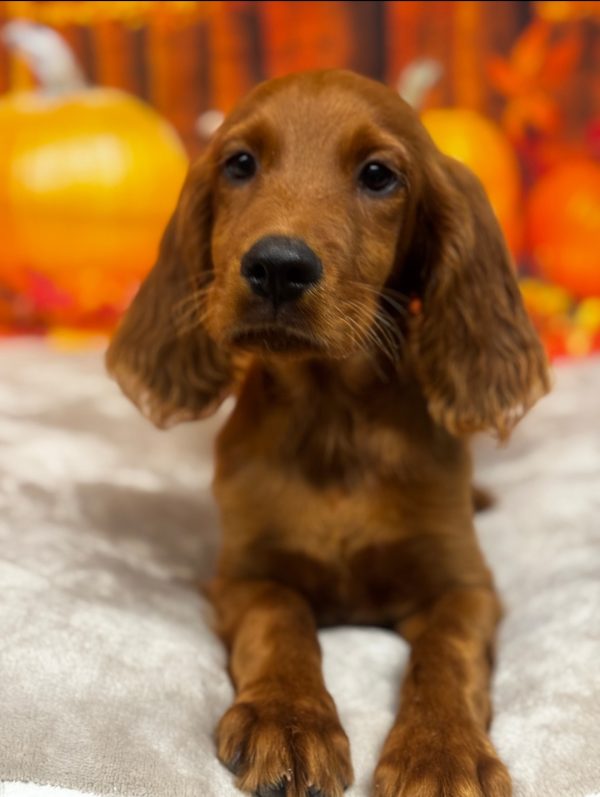 Fido